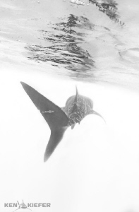 Remora hitching a ride on a whale shark's tail.  I wonder... by Ken Kiefer 